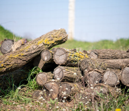 לא גוזמים סתם: כך תדעו אם אתם זקוקים לגוזם מוסמך