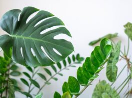 יופי מלאכותי לבית: השילוב המושלם