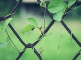 פתרונות גידור ובטיחות מתקדמים לתשתיות ואתרי בנייה